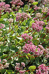 October Daphne (Sedum sieboldii) at Sargent's Nursery