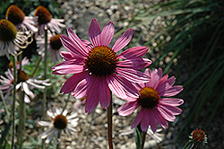 Tennessee Coneflower (Echinacea tennesseensis) at Sargent's Nursery