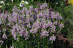 Obedient Plant (Physostegia virginiana) at Sargent's Nursery