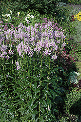 Obedient Plant (Physostegia virginiana) at Sargent's Nursery