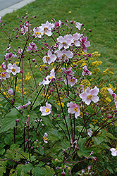 Grapeleaf Anemone (Anemone tomentosa 'Robustissima') at Sargent's Nursery