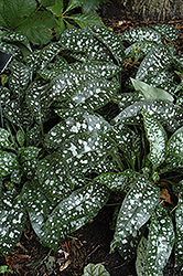 Trevi Fountain Lungwort (Pulmonaria 'Trevi Fountain') at Sargent's Nursery