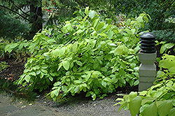 Garden Glow Dogwood (Cornus hessei 'Garden Glow') at Sargent's Nursery