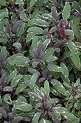 Tricolor Sage (Salvia officinalis 'Tricolor') at Sargent's Nursery