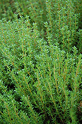 Common Thyme (Thymus vulgaris) at Sargent's Nursery