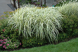 Variegated Silver Grass (Miscanthus sinensis 'Variegatus') at Sargent's Nursery