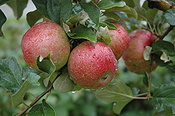 Sweet Sixteen Apple (Malus 'Sweet Sixteen') at Sargent's Nursery