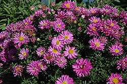 Alert Aster (Symphyotrichum novi-belgii 'Alert') at Sargent's Nursery