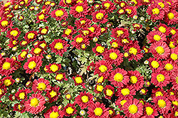 Red Daisy Chrysanthemum (Chrysanthemum 'Red Daisy') at Sargent's Nursery