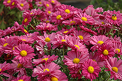 Lavender Daisy Chrysanthemum (Chrysanthemum 'Lavender Daisy') at Sargent's Nursery