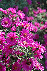 Alert Aster (Symphyotrichum novi-belgii 'Alert') at Sargent's Nursery