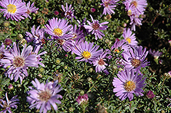 Woods Light Blue Aster (Symphyotrichum 'Woods Light Blue') at Sargent's Nursery