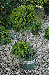 Mint Julep Juniper (pom pom) (Juniperus chinensis 'Mint Julep (pom pom)') at Sargent's Nursery