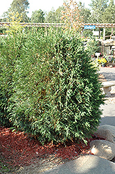 Techny Globe Arborvitae (Thuja occidentalis 'Techny Globe') at Sargent's Nursery