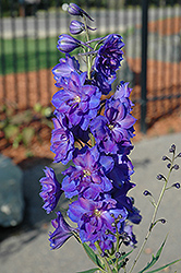 Pagan Purples Larkspur (Delphinium 'Pagan Purples') at Sargent's Nursery