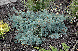 Procumbens Spruce (Picea pungens 'Procumbens') at Sargent's Nursery