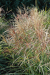 Red Silver Maiden Grass (Miscanthus sinensis 'Rotsilber') at Sargent's Nursery