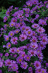 Woods Purple Aster (Symphyotrichum 'Woods Purple') at Sargent's Nursery