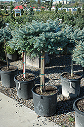 Globe Blue Spruce (tree form) (Picea pungens 'Globosa (tree form)') at Sargent's Nursery