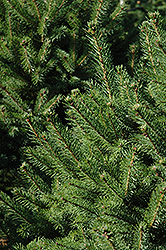 North Star Spruce (Picea glauca 'North Star') at Sargent's Nursery