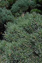 French Blue Scotch Pine (Pinus sylvestris 'French Blue') at Sargent's Nursery