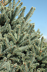 Yukon Blue Spruce (Picea glauca 'Yukon Blue') at Sargent's Nursery