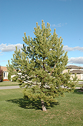 French Blue Scotch Pine (Pinus sylvestris 'French Blue') at Sargent's Nursery