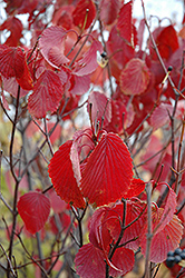 Arrowwood (Viburnum dentatum) at Sargent's Nursery