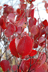 Arrowwood (Viburnum dentatum) at Sargent's Nursery
