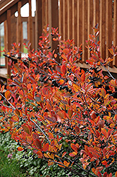 Autumn Magic Black Chokeberry (Aronia melanocarpa 'Autumn Magic') at Sargent's Nursery