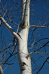 Trembling Aspen (Populus tremuloides) at Sargent's Nursery