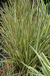 Northern Lights Tufted Hair Grass (Deschampsia cespitosa 'Northern Lights') at Sargent's Nursery