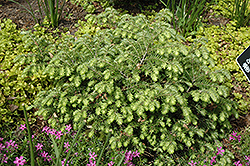 Moon Frost Hemlock (Tsuga canadensis 'Moon Frost') at Sargent's Nursery
