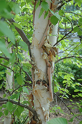 Heritage River Birch (Betula nigra 'Heritage') at Sargent's Nursery