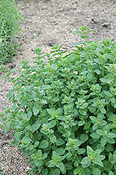 Oregano (Origanum vulgare) at Sargent's Nursery