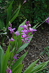 Lavender Japanese Hyacinth Orchid (Bletilla striata) at Sargent's Nursery