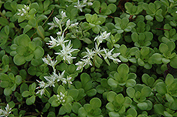 Woodland Stonecrop (Sedum ternatum) at Sargent's Nursery