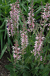 Eveline Sage (Salvia pratensis 'Eveline') at Sargent's Nursery