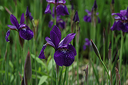 Caesar's Brother Siberian Iris (Iris sibirica 'Caesar's Brother') at Sargent's Nursery
