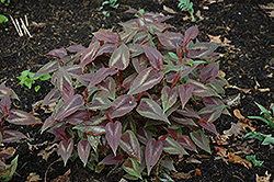 Red Dragon Fleeceflower (Persicaria microcephala 'Red Dragon') at Sargent's Nursery