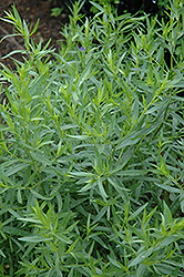 French Tarragon (Artemisia dracunculus 'Sativa') at Sargent's Nursery