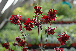 Ruby Port Double Columbine (Aquilegia vulgaris 'Ruby Port') at Sargent's Nursery