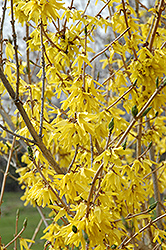 Northern Gold Forsythia (Forsythia 'Northern Gold') at Sargent's Nursery