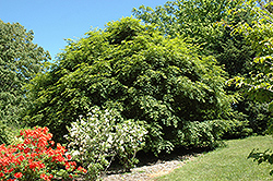Korean Maple (Acer pseudosieboldianum) at Sargent's Nursery