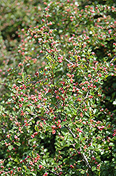 Cranberry Cotoneaster (Cotoneaster apiculatus) at Sargent's Nursery