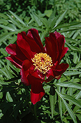 Early Scout Peony (Paeonia 'Early Scout') at Sargent's Nursery