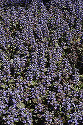 Metallica Crispa Bugleweed (Ajuga pyramidalis 'Metallica Crispa') at Sargent's Nursery