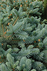 Lundeby's Dwarf Blue Spruce (Picea pungens 'Lundeby's Dwarf') at Sargent's Nursery
