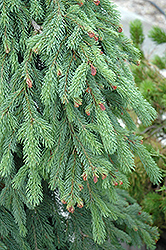 Weeping White Spruce (Picea glauca 'Pendula') at Sargent's Nursery