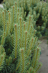 Dwarf Scotch Pine (Pinus sylvestris 'Pumila') at Sargent's Nursery